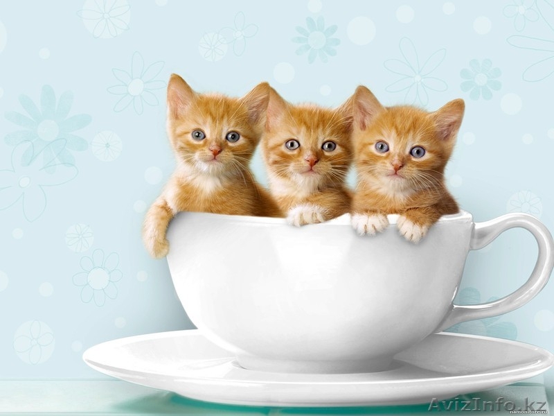 Отдаем даром домашних котят рыжие и серенькая. - Изображение #1, Объявление #1348935