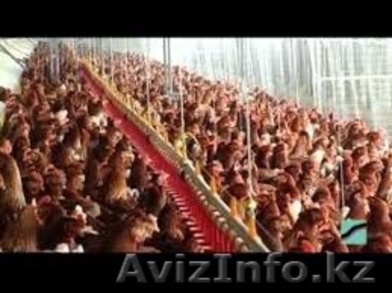 продам курей несушек - Изображение #3, Объявление #1374894
