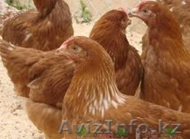 продам курей несушек - Изображение #1, Объявление #1374894