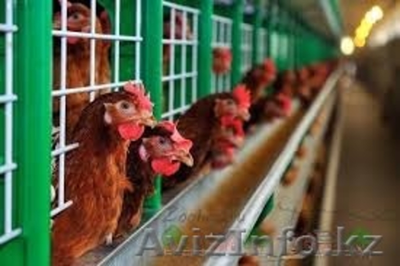 продам курей несушек - Изображение #2, Объявление #1374894