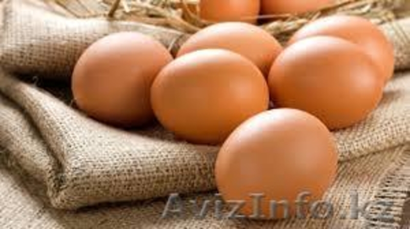 продам курей несушек - Изображение #4, Объявление #1374894