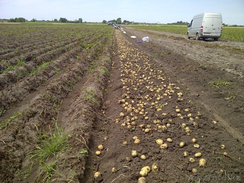 Семенная картошка - Изображение #2, Объявление #1444698