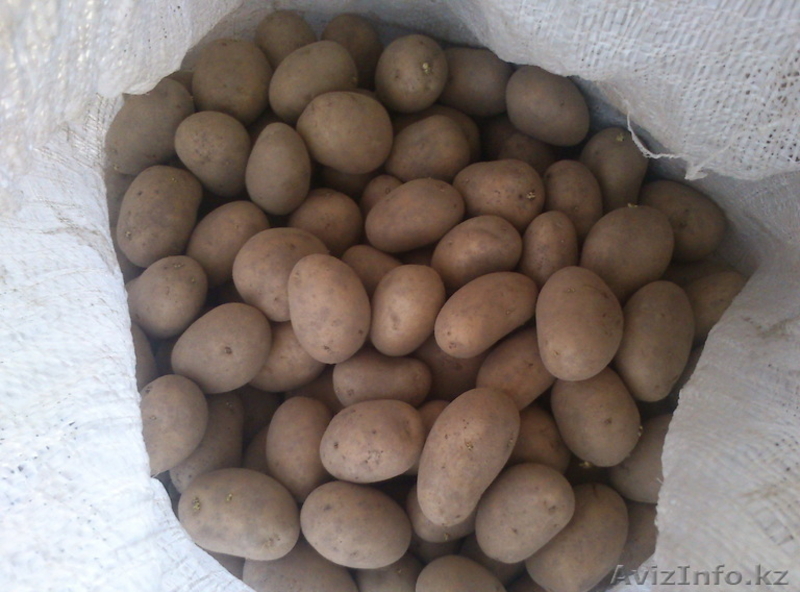 Семенная картошка - Изображение #1, Объявление #1444698