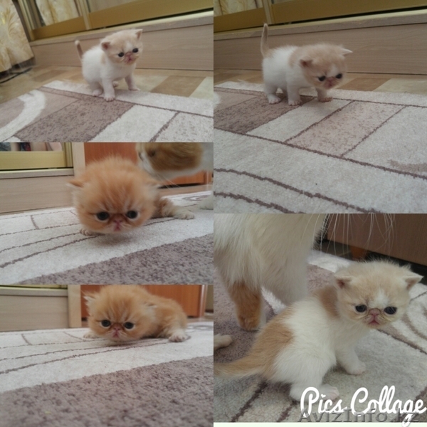 Продам котят экзотической породы - Изображение #1, Объявление #1439658