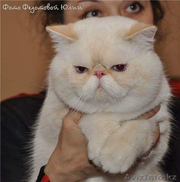 Продам котят экзотической породы - Изображение #3, Объявление #1439658