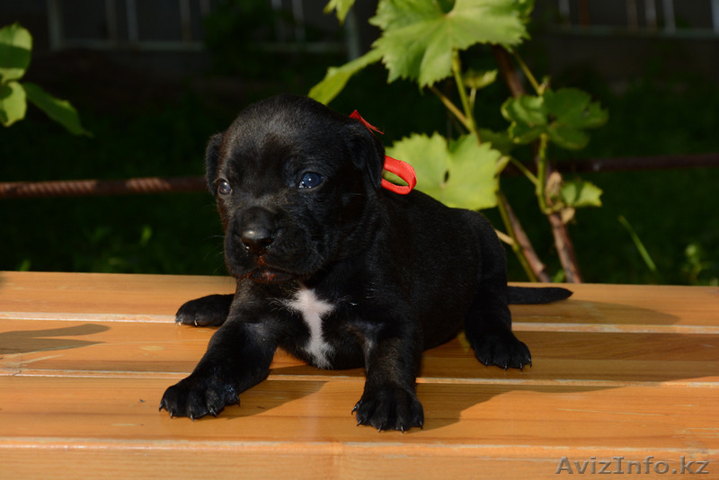 Щеночки Кане Корсо - Изображение #3, Объявление #1455467