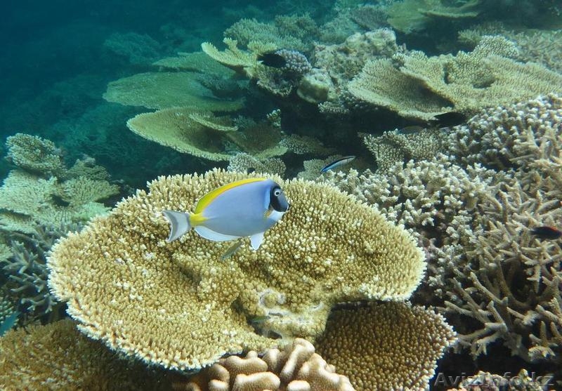 Тур на Мальдивы - Изображение #1, Объявление #1503362