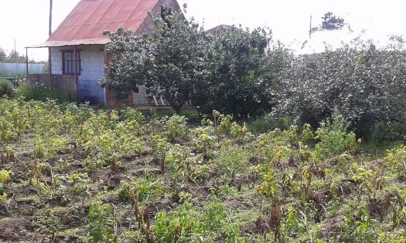 Сосновый бор  1 - Изображение #4, Объявление #1542483