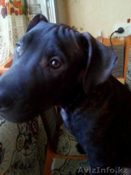 Пит бульчик продаю смотрите срочно - Изображение #1, Объявление #1557770