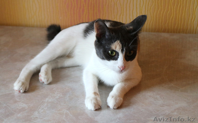 Отдам кошечку 6 месяцев. Очень активная, непосредственная красотка. К лотку приу - Изображение #1, Объявление #1595155