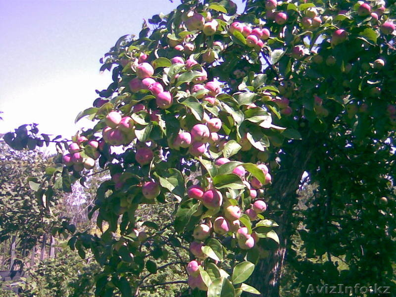 продается прекрасная дача - Изображение #2, Объявление #1601253