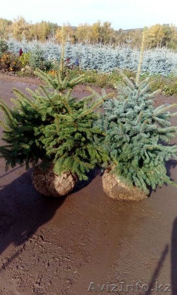 Продажа саженцев Ели голубой (Glauca Misty Blue) - Изображение #1, Объявление #1613013