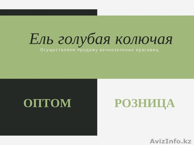 Продажа саженцев Ели голубой (Glauca Misty Blue) - Изображение #2, Объявление #1613013