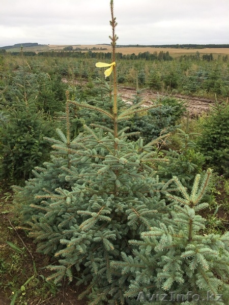 Продажа елей голубых - Изображение #3, Объявление #1617862