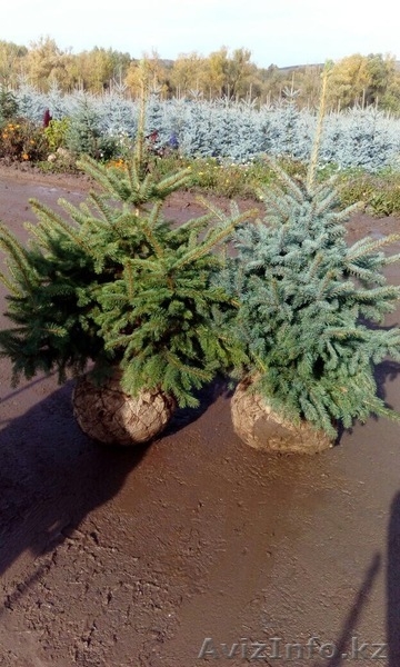 Продажа елей голубых - Изображение #1, Объявление #1617862