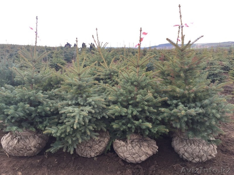 Продажа елей голубых - Изображение #2, Объявление #1617862