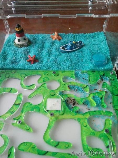 Муравьиная ферма (Формикарий) - Изображение #2, Объявление #1632600