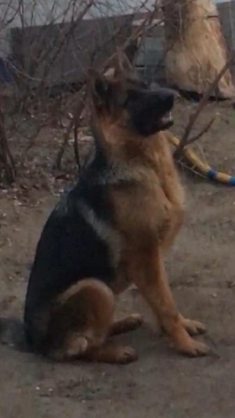 Пропала овчарка! вознаграждение! - Изображение #1, Объявление #1654347