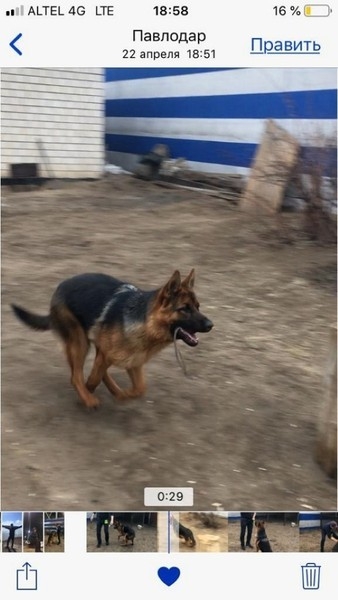 Пропала овчарка! вознаграждение! - Изображение #2, Объявление #1654347