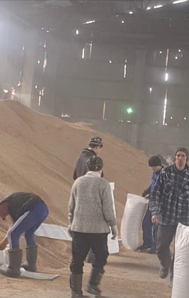 Зерно, пшеница - Изображение #1, Объявление #1714299