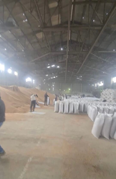 Зерно, пшеница - Изображение #4, Объявление #1714299