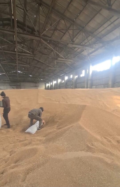 Зерно, пшеница - Изображение #5, Объявление #1714299