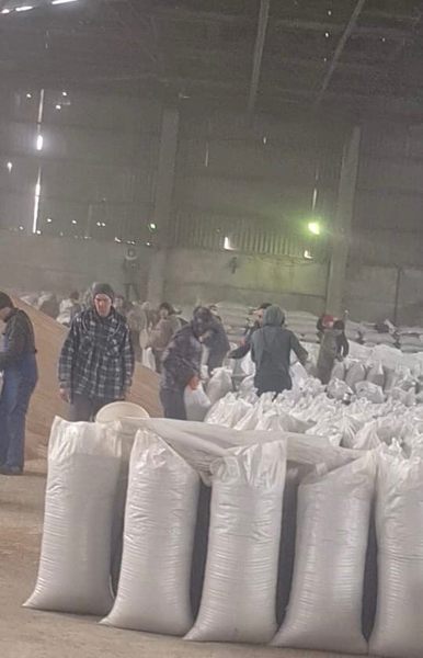 Зерно, пшеница - Изображение #6, Объявление #1714299